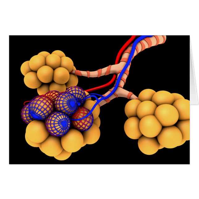 Conceptual Image Of Alveoli 4 (Front Horizontal)