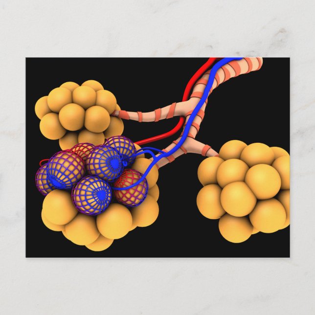 Conceptual Image Of Alveoli 4 Postcard (Front)