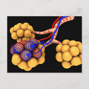 Conceptual Image Of Alveoli 4 Postcard