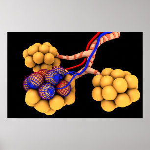 Conceptual Image Of Alveoli 4 Poster