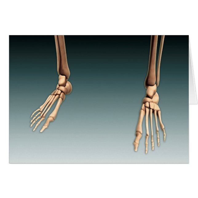 Conceptual Image Of Bones In Human Legs And Feet (Front Horizontal)