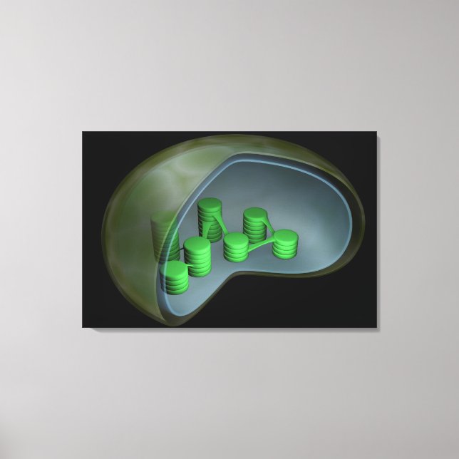 Conceptual Image Of Chloroplast 1 Canvas Print (Front)
