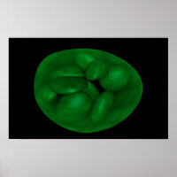 Conceptual Image Of Chloroplast 2