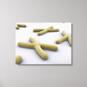 Conceptual Image Of Chromosome 1 Canvas Print