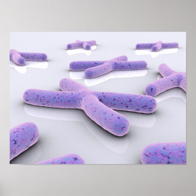 Conceptual Image Of Chromosome 4 Poster (Front)