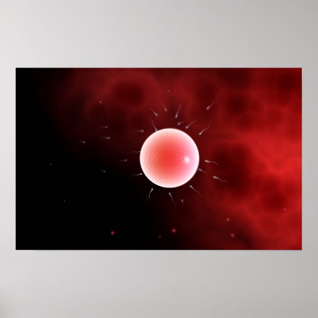 Conceptual Image Of Common Fertilisation Poster (Front)
