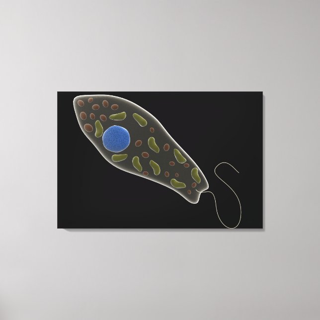 Conceptual Image Of Euglena 1 Canvas Print (Front)