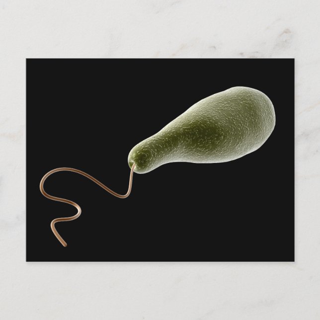 Conceptual Image Of Euglena 2 Postcard (Front)