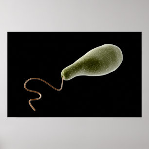 Conceptual Image Of Euglena 2 Poster