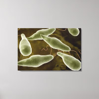 Conceptual Image Of Euglena 3