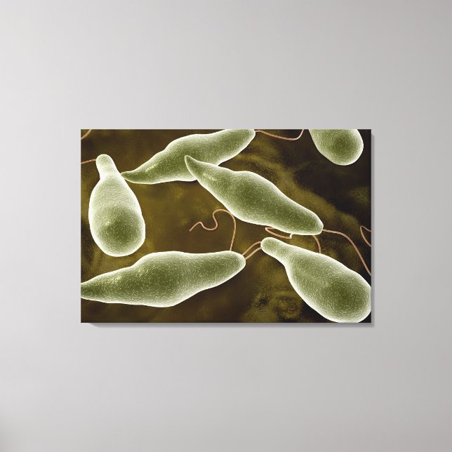 Conceptual Image Of Euglena 3 Canvas Print (Front)