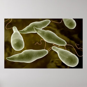 Conceptual Image Of Euglena 3 Poster