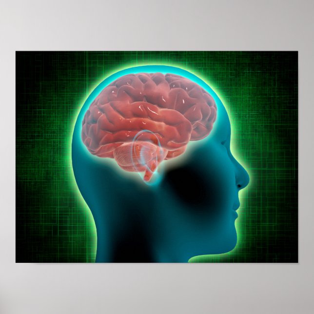 Conceptual Image Of Female Body With Brain 2 Poster (Front)
