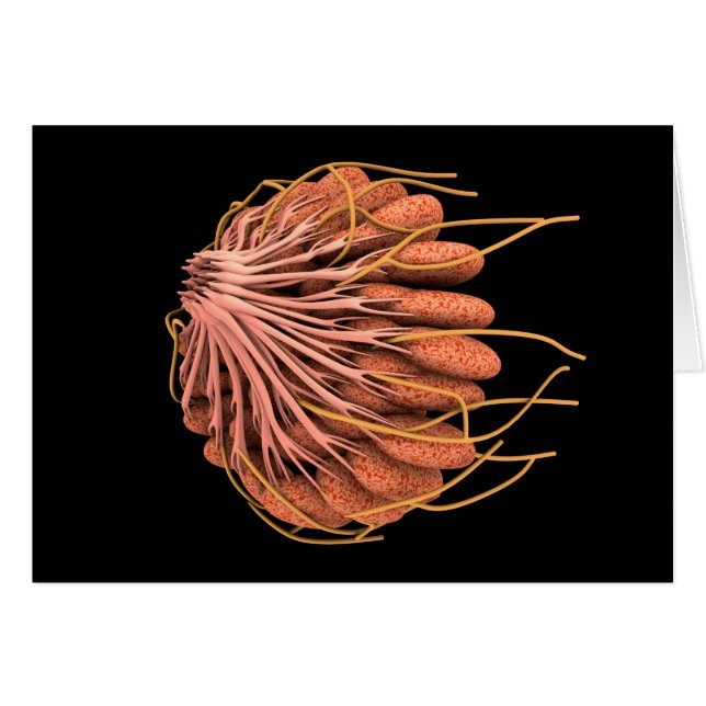 Conceptual Image Of Female Breast Anatomy (Front Horizontal)