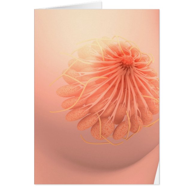 Conceptual Image Of Female Breast Anatomy 3 (Front)