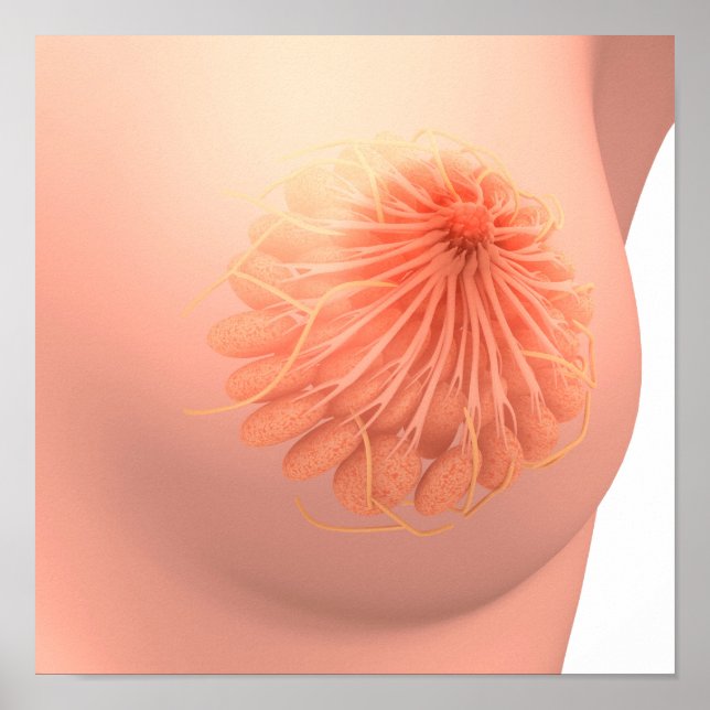 Conceptual Image Of Female Breast Anatomy 3 Poster (Front)