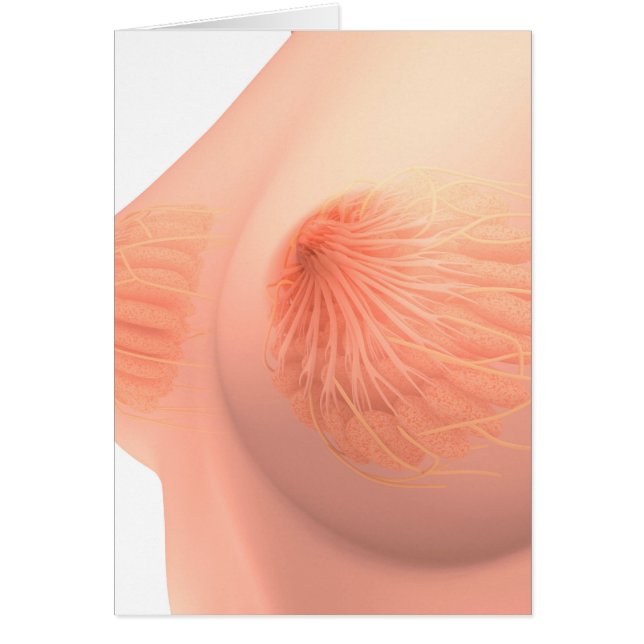 Conceptual Image Of Female Breast Anatomy 4 (Front)