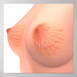 Conceptual Image Of Female Breast Anatomy 4 Poster