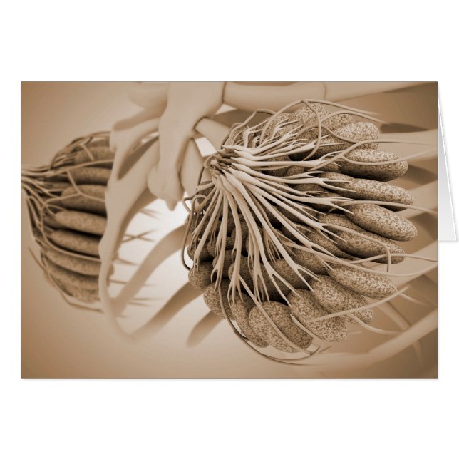 Conceptual Image Of Female Breast Anatomy 5 (Front Horizontal)