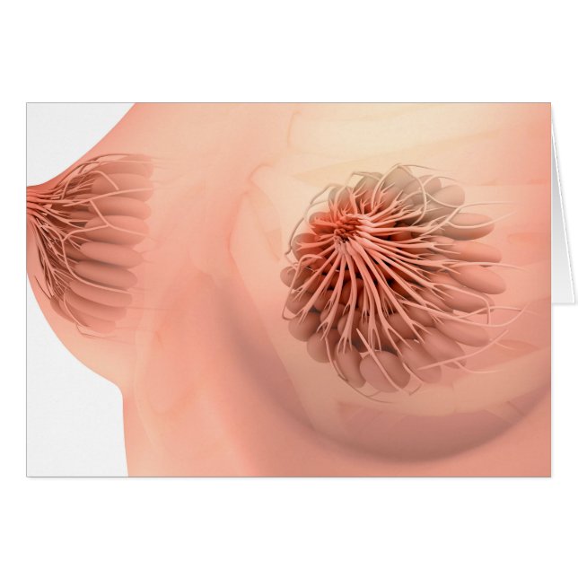 Conceptual Image Of Female Breast Anatomy 6 (Front Horizontal)