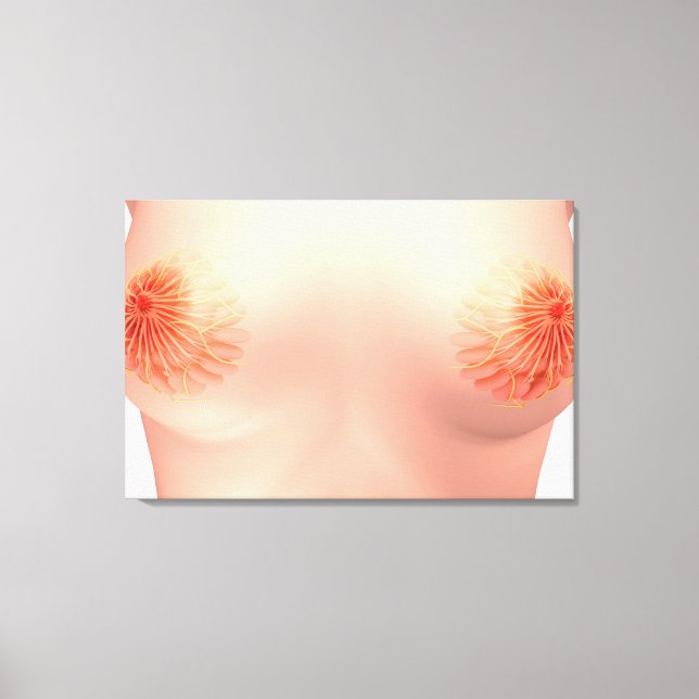 Conceptual Image Of Female Breast Anatomy 7 Canvas Print (Front)