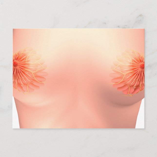 Conceptual Image Of Female Breast Anatomy 7 Postcard (Front)