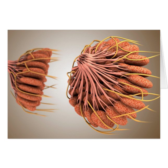 Conceptual Image Of Female Breast Anatomy 8 (Front Horizontal)