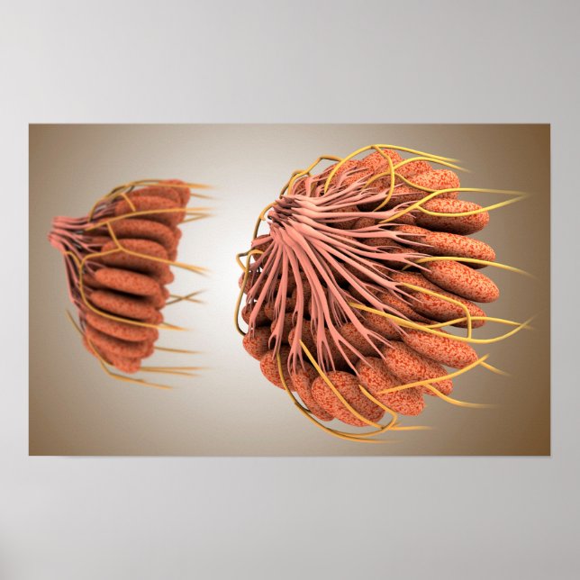 Conceptual Image Of Female Breast Anatomy 8 Poster (Front)