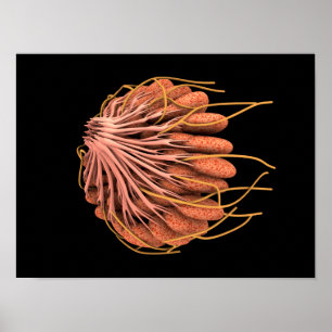 Conceptual Image Of Female Breast Anatomy Poster