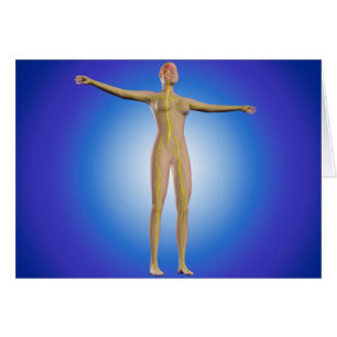 Conceptual Image Of Female Nervous System