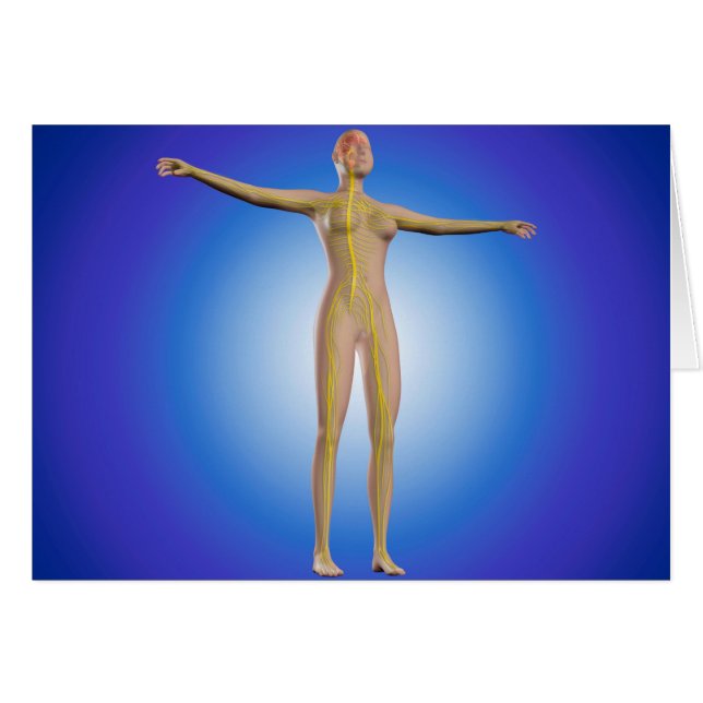 Conceptual Image Of Female Nervous System (Front Horizontal)