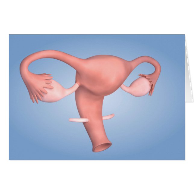 Conceptual Image Of Female Reproductive Organ 1 (Front Horizontal)