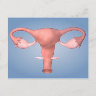 Conceptual Image Of Female Reproductive Organ 2 Postcard