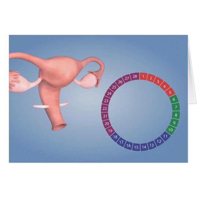 Conceptual Image Of Female Reproductive Organ 3 (Front Horizontal)