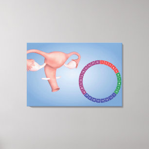 Conceptual Image Of Female Reproductive Organ 3 Canvas Print