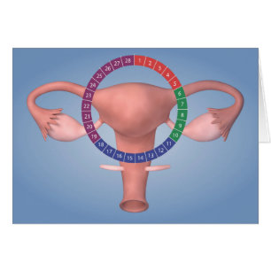 Conceptual Image Of Female Reproductive Organ 4