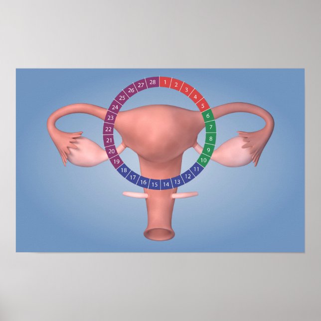 Conceptual Image Of Female Reproductive Organ 4 Poster (Front)