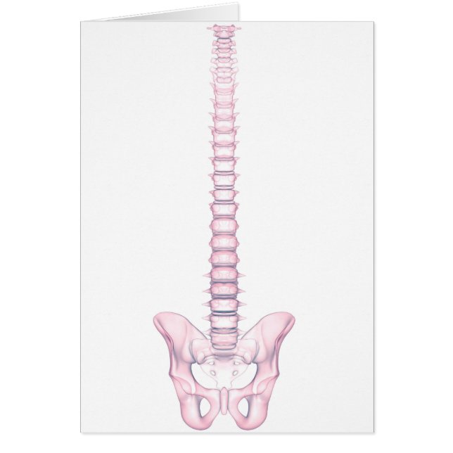 Conceptual Image Of Human Backbone 2 (Front)