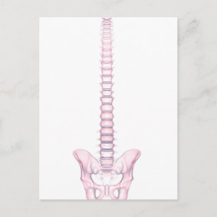 Conceptual Image Of Human Backbone 2 Postcard