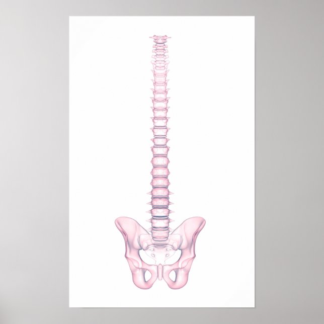 Conceptual Image Of Human Backbone 2 Poster (Front)