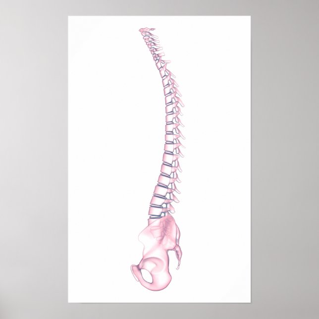 Conceptual Image Of Human Backbone 3 Poster (Front)