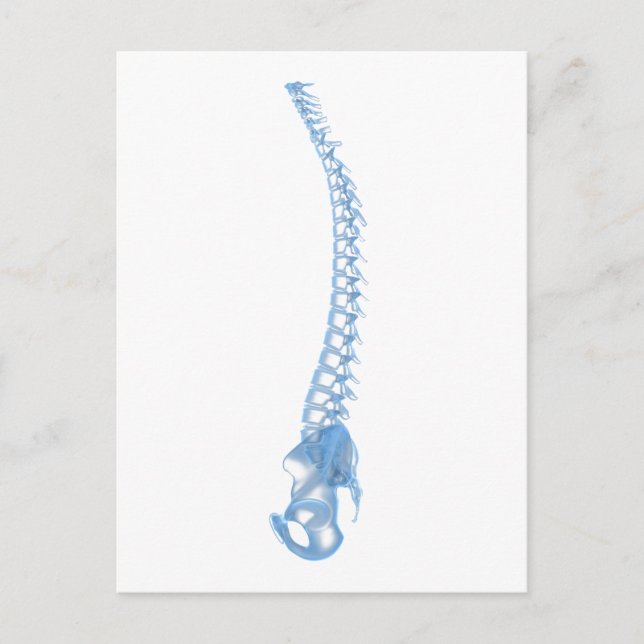 Conceptual Image Of Human Backbone 5 Postcard (Front)