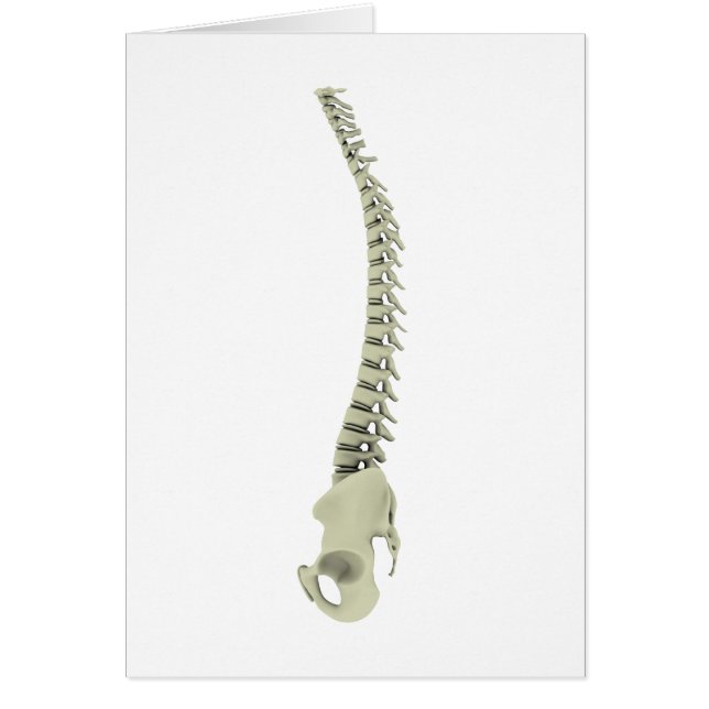 Conceptual Image Of Human Backbone 7 (Front)