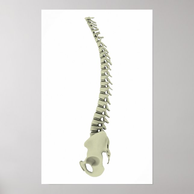 Conceptual Image Of Human Backbone 7 Poster (Front)