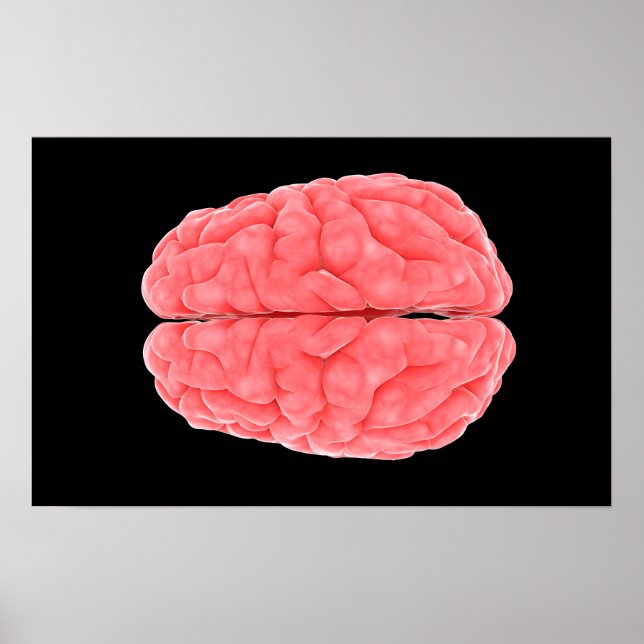 Conceptual Image Of Human Brain 10 Poster (Front)