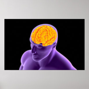 Conceptual Image Of Human Brain 8 Poster