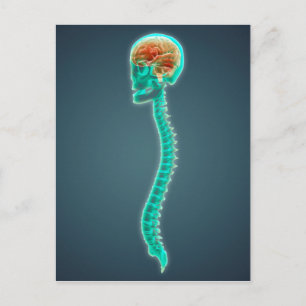 Conceptual Image Of Human Brain, Skull And Spine Postcard