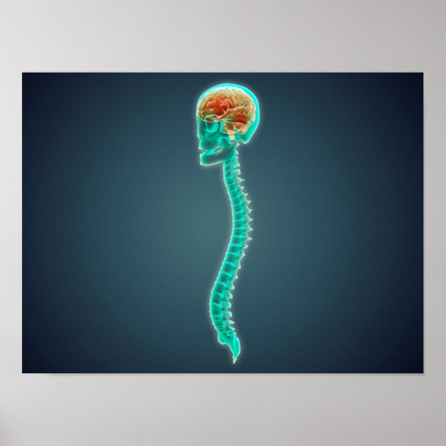 Conceptual Image Of Human Brain, Skull And Spine Poster (Front)