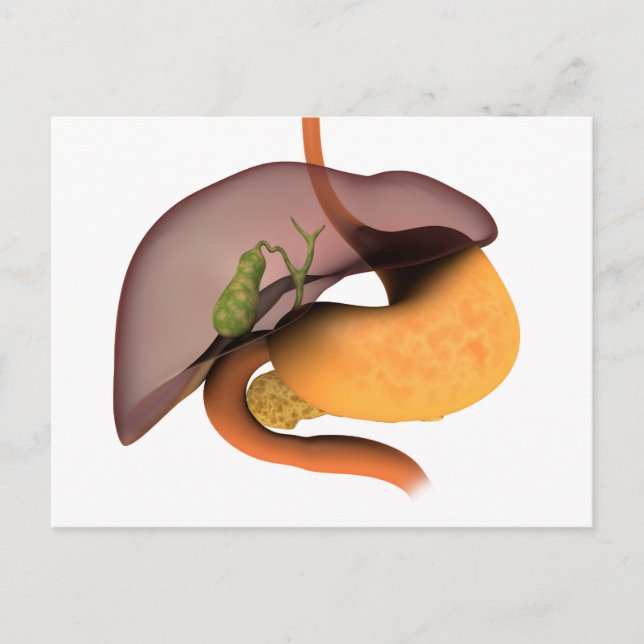 Conceptual Image Of Human Digestive System 1 Postcard (Front)