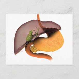 Conceptual Image Of Human Digestive System 1 Postcard